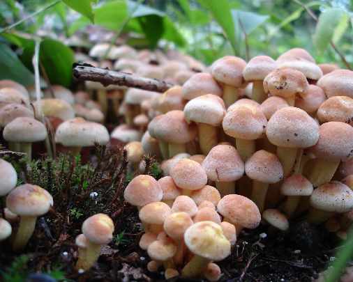 bramy garażowe Piła