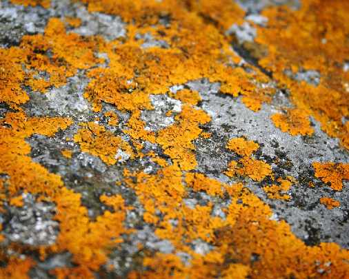 producenci okien drewnianych z Piły