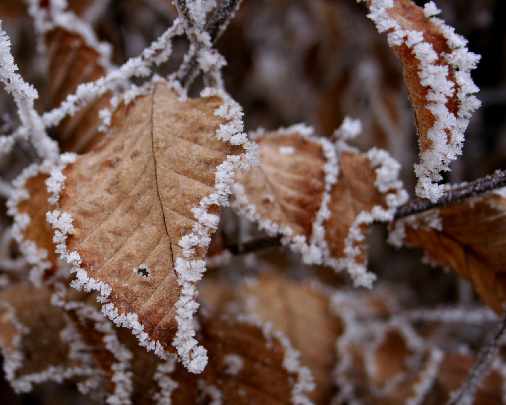 Czarnkow okna z drewna