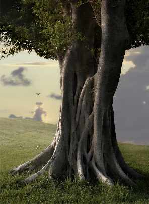 Czarnków producent okien drewnianych