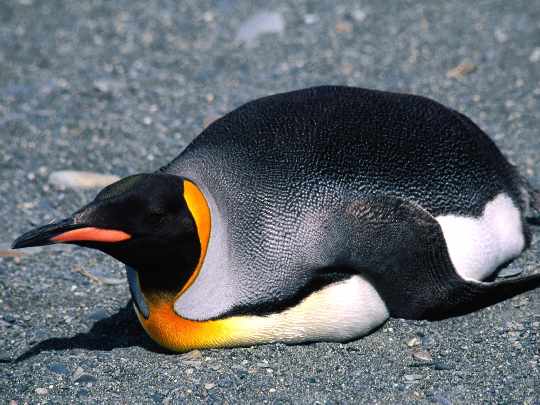 Chodziez producent okien Chodziez producent okien