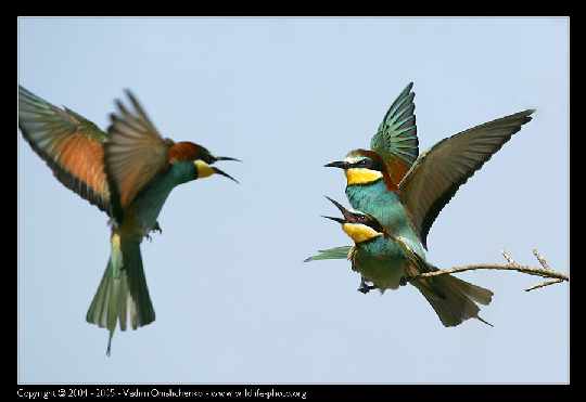 tanie drzwi Chodzież
