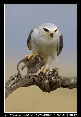 producenci okien Pila