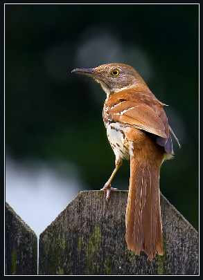 okna bramy garazowe Szczecinek