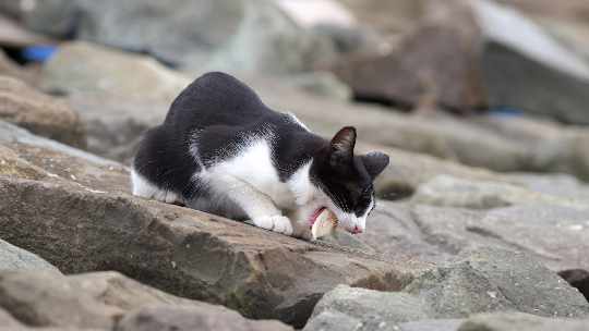 producent okien pcv Czarnków