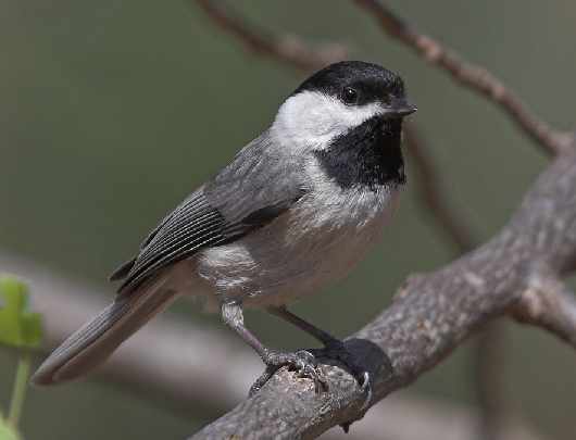 producent okien plastikowych w Trzciance