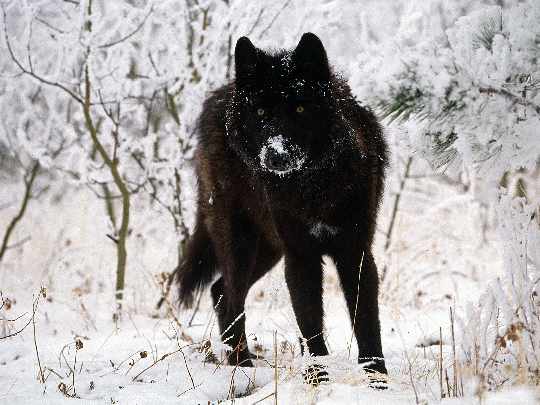 Czarnków okna plastikowe