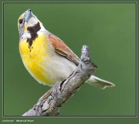 producent okien z drewna w Chodzieży