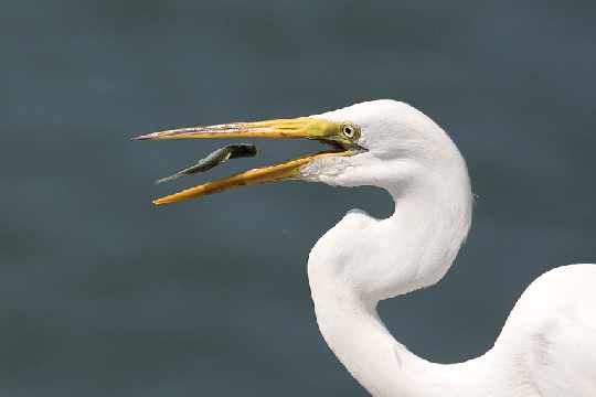 okna Wałcz okna Wałcz