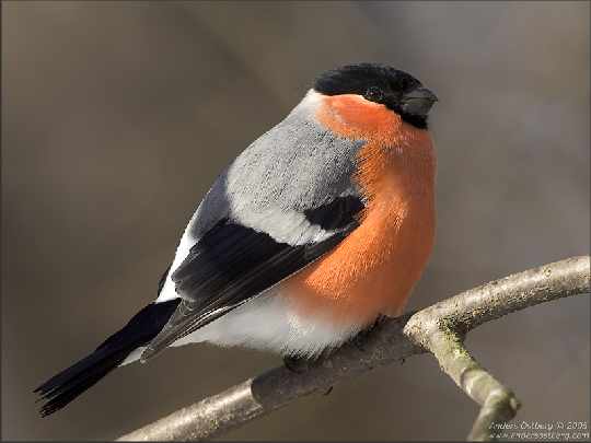 okna producent w Pile