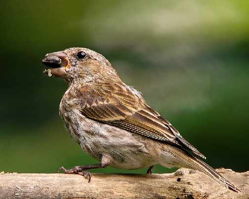 producent okien z drewna Złotów