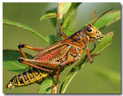 najlepsze okna Chodzież