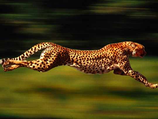 Chodziez okna producent