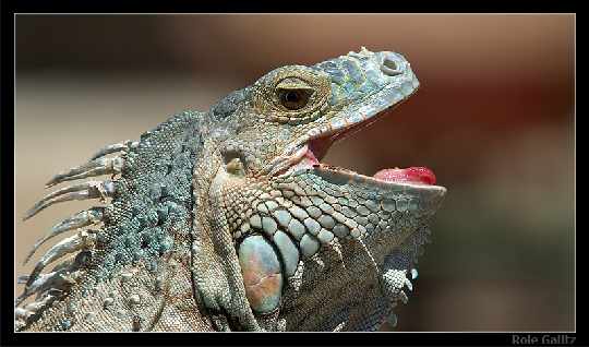 Chodzież producent okien