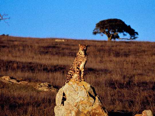 okna z drewna Trzcianka