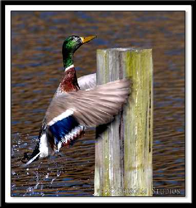 producenci okien Walcz producenci okien Walcz