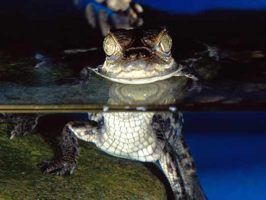 okna z drewna w Złotowie