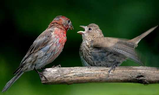 Pila sklepy z oknami