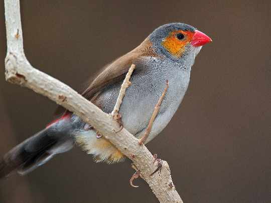 producent okien w Pile