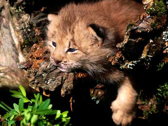 okna z drewna Zlotow