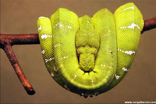 okna i rolety Wągrowiec