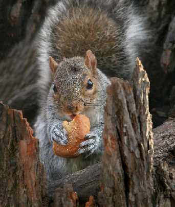 bramy garażowe Piła