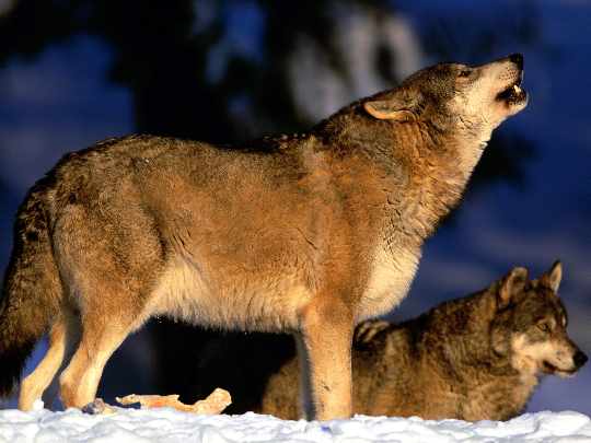 bramy garażowe w Pile